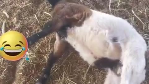 Goat Pretending to Faint #shorts #viral #shortsvideo #video