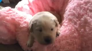 Baby Labrador opens his eye for the first time