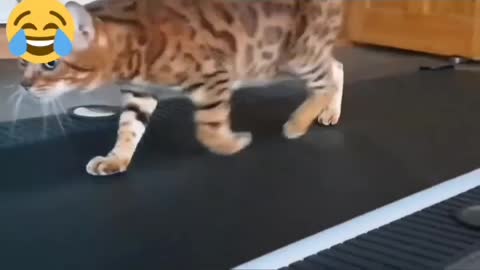 Funny Cats Playing on Treadmills 10