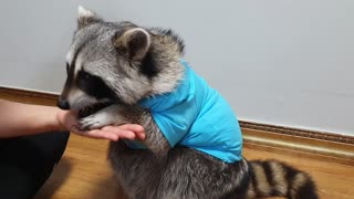 Raccoon wears a baby shark character T-shirt and shows various talents.