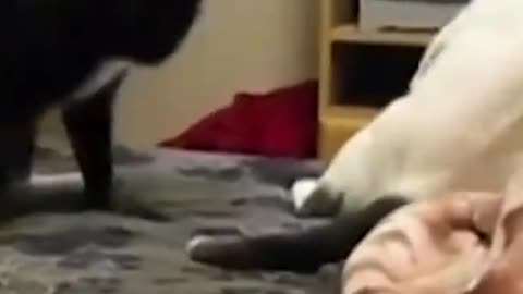 Funniest Cat And Dogs