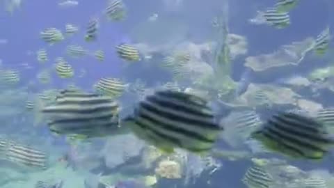 Fish Underwater