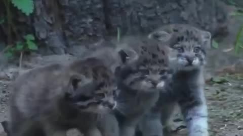 Pallas cat and her kittens