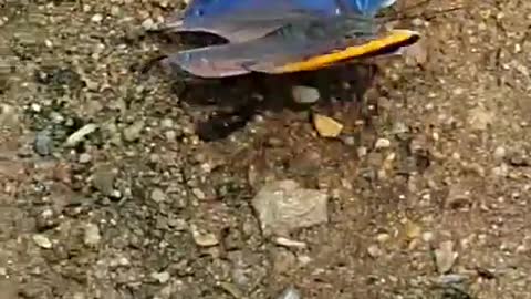 The unique butterfly 😍