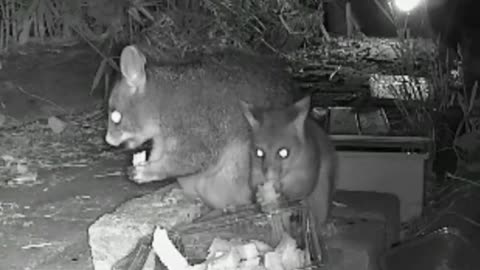 Australian Backyard Possums