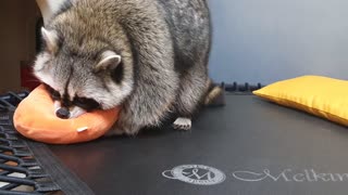 Raccoon finds someone who plays tricks on Raccoon.