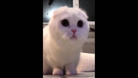 Video gracioso del gato, Youtube Videos Most Viewed - Funny Animals