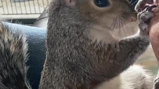 Feeding Our Special Needs Squirrel