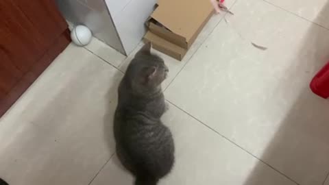 A cat sitting and playing