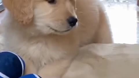 Funniest & Cutest Golden Retriever Puppies