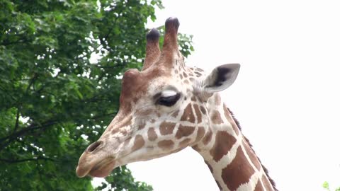 Giraffe chewing food