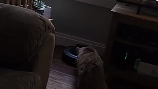 Alexa Activates Vacuum Around Cat