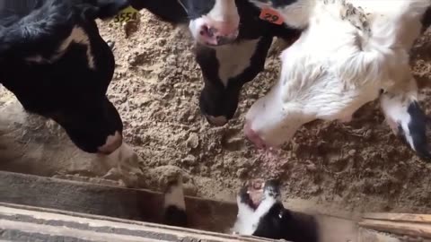 The Best Cow Videos to Brighten Your Day