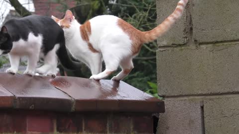 Synchronized Cats