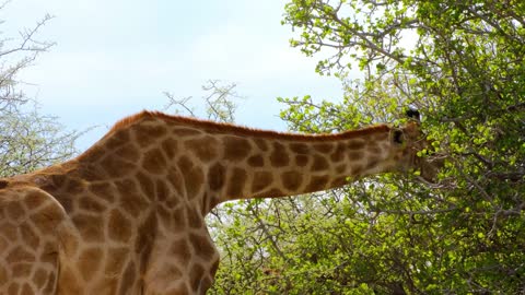 girafa