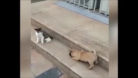 Cat vs Dog Funny animals