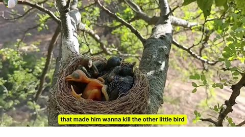 The little cuckoo wanted to do harm to other birds, but unexpectedly it overturned.