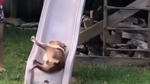 Dog playing slide for the first time while visiting playground for the first time!!