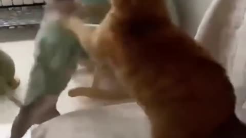 Adorable, funny Cat and Dog fight