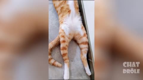Funny cats videos ever 🐱 part 1