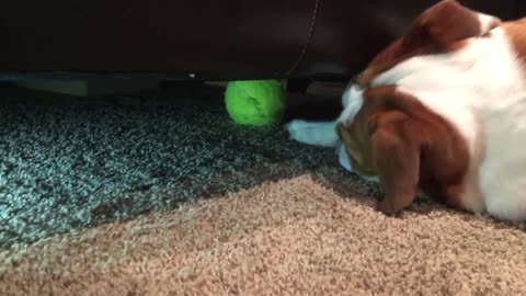 Bulldog frustrado no puede alcanzar su pelota de tenis