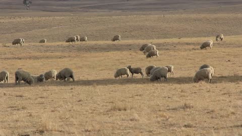 Sheep Farming Agriculture Rural Landscape Australia