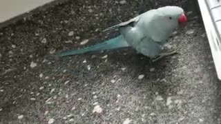 Parrot sings happy birthday using a soda bottle top as a microphone