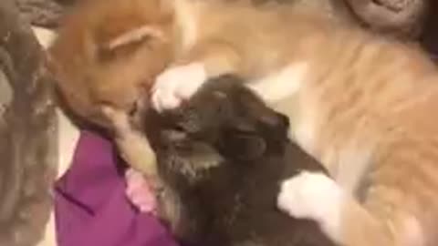Kitten with Baby Bunny sharing love
