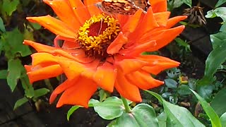 Painted Lady on Orange Zinnia