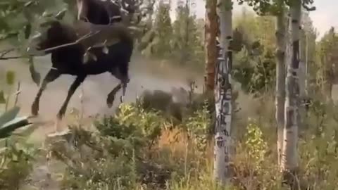 Moose fight