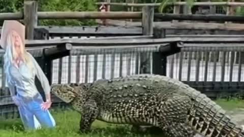 Big crocodile very amazing