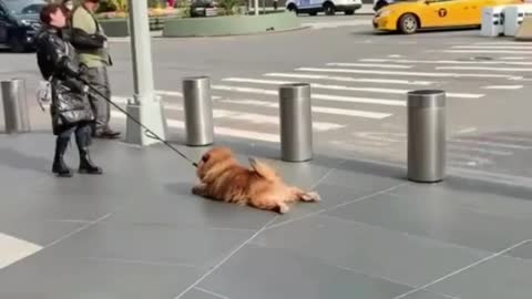 cute dog is preciously enjoying the day or he is really a big lazy pet !!!!!