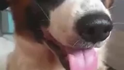 Adorable Dog learned how to speak!