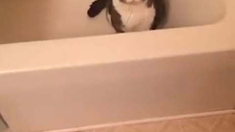 Woman finds fat grey cat inside tub