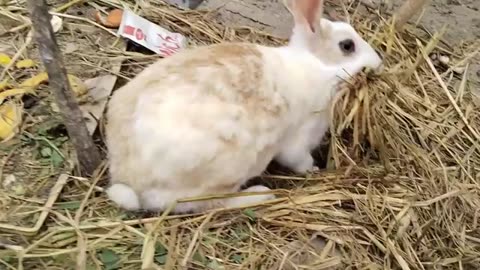 How caring Female Rabbit collecting dry grass for their little kids in home