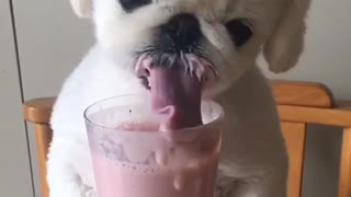 Adorable Puppy Enjoys Milkshake