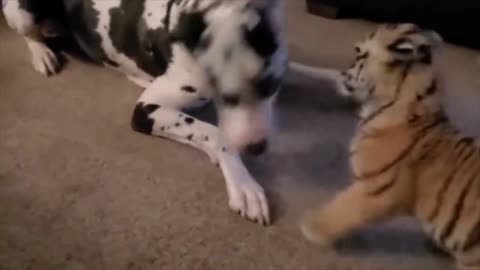 Dog vs Baby Tiger video😡😡😡😡