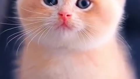 --Cute Baby Cat WhatsApp Status --❣️Cute Cat Status Video raataan lambiyan _animals park _