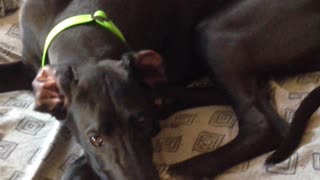 Great Dane Doesn't Want Bed To Be Made