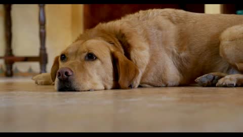 Low angle of a golden or yellow labrador retriever dog lying on the floor