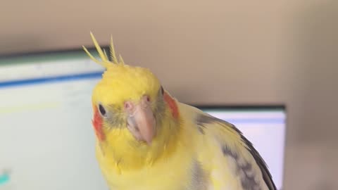 Cockatiel Coffee Time