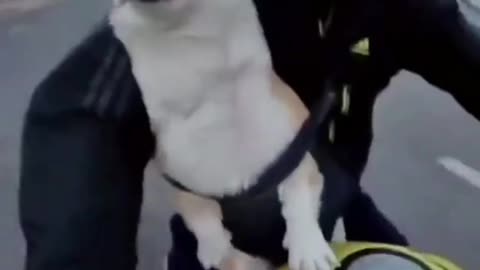 Cute dog First ride so scary......!!!!!