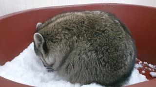 Raccoon loves snow so much that he's playing with his hands digging.