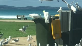 Cockatoo is a Master at Opening Garbage Cans