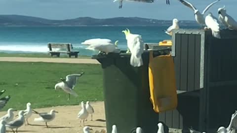 Cockatoo is a Master at Opening Garbage Cans