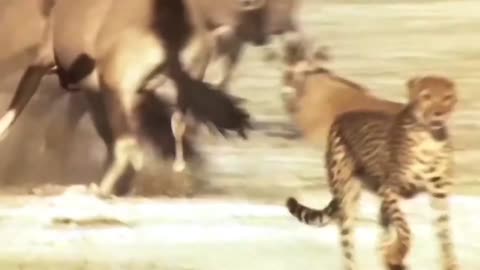 Cheetah Attack on Dear