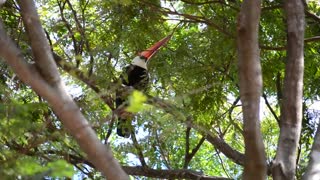 Brazilian Tucano Bird Spotted On Tree Branch