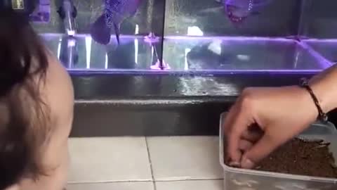 Baby and lou han fish (flowerhorn) 11