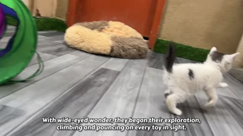 Poor kittens ran everywhere to find their mother cat, but they didn't know she is no more!