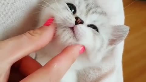 Baby Cats tiktok viral video